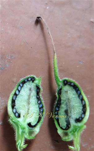  Developing capsule.